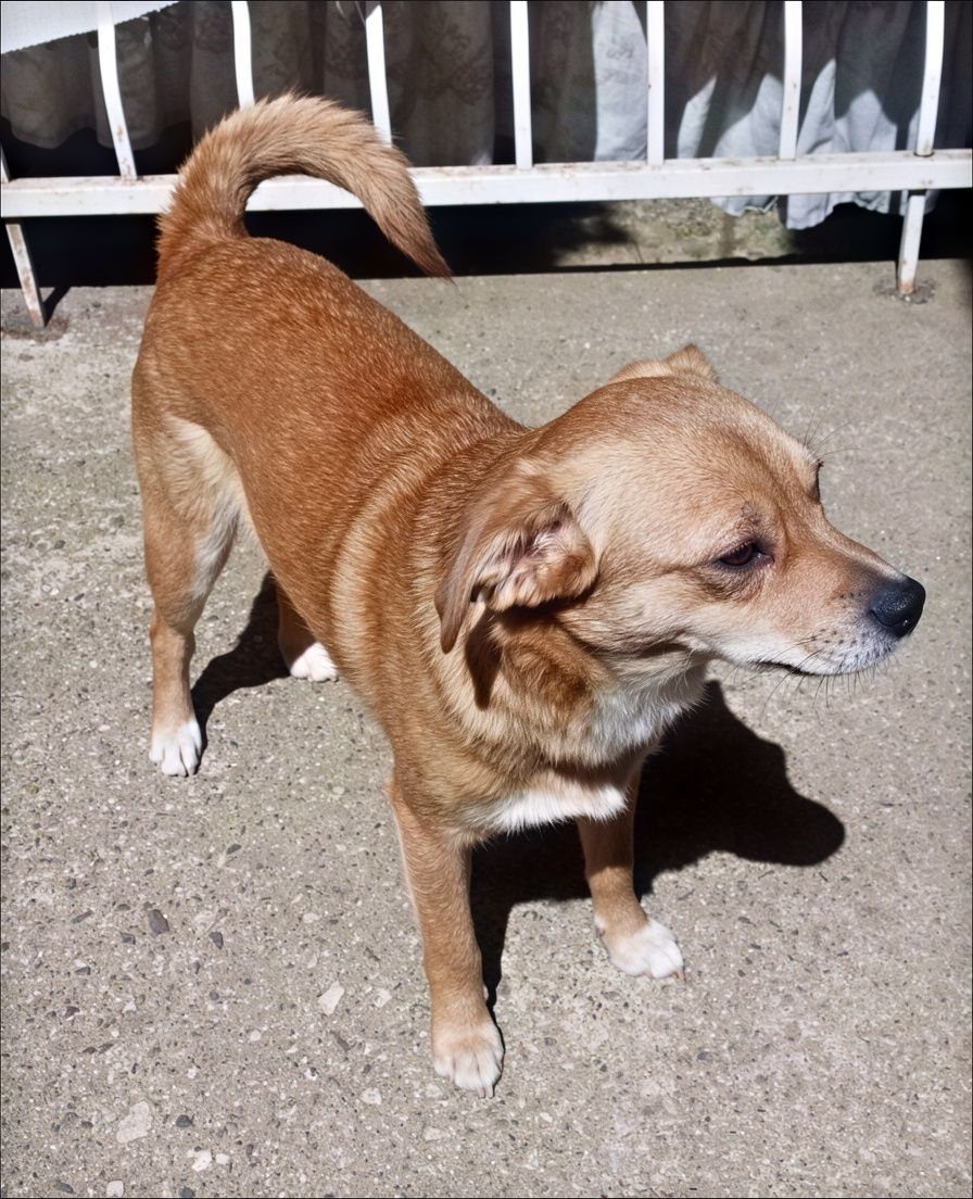 Bibi dog