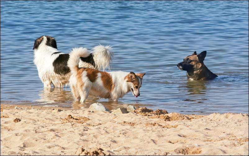 Dogs in water