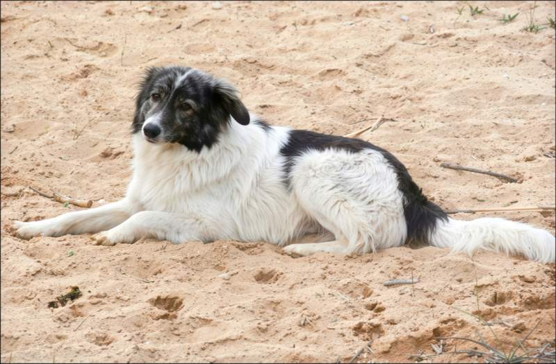 Dog in sand