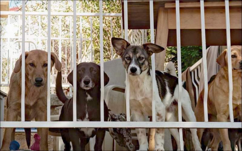 Dogs through railingsS