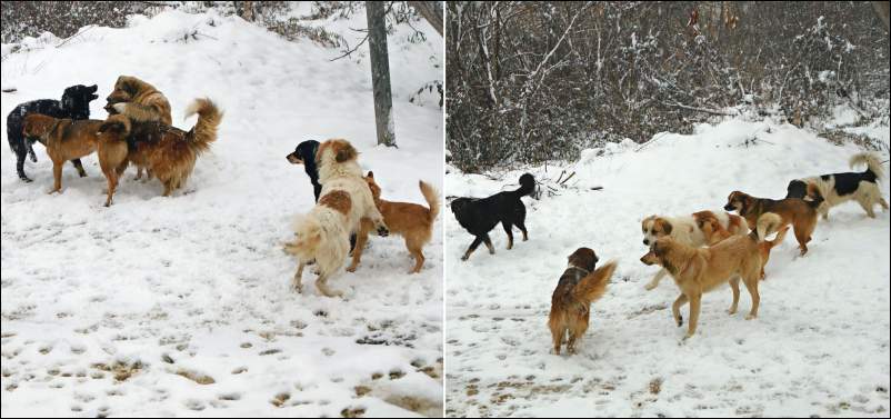 dogs in snow