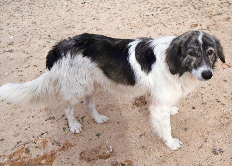 Julie, dog