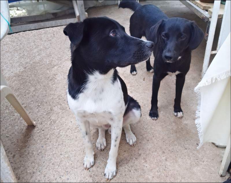 Sanja and Sharko