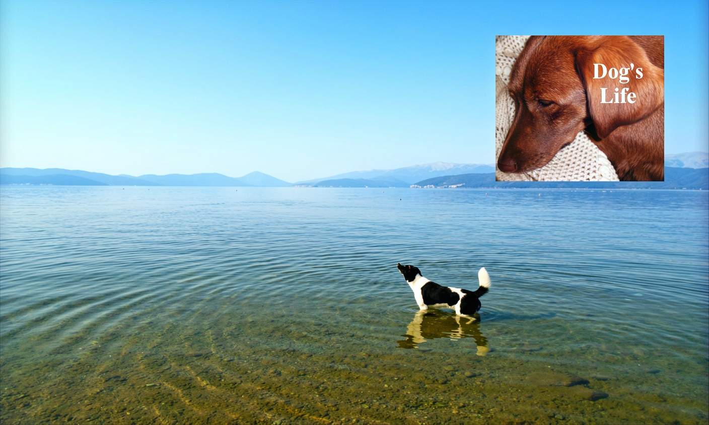 Dog in Lake