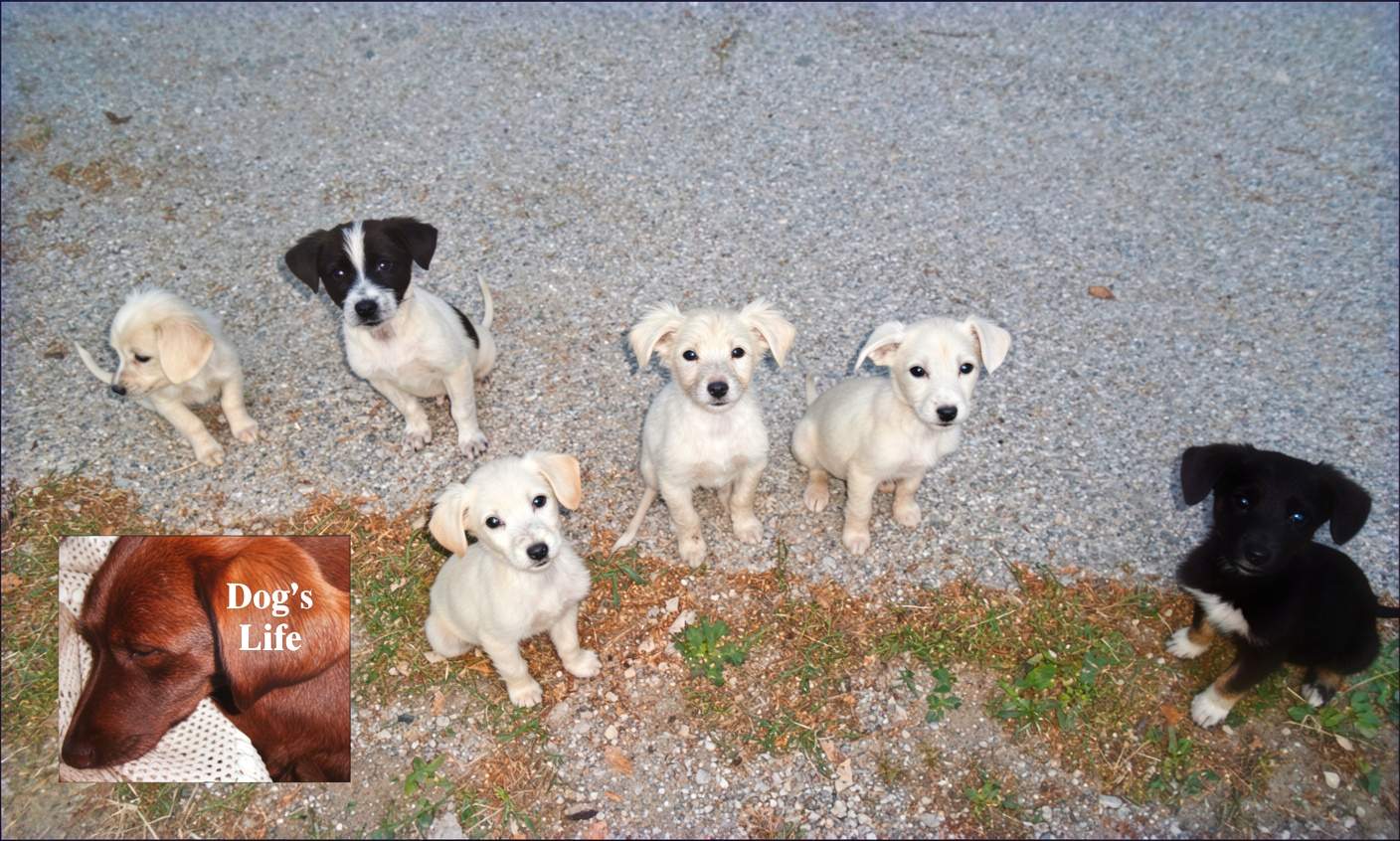 Dogs for adoption