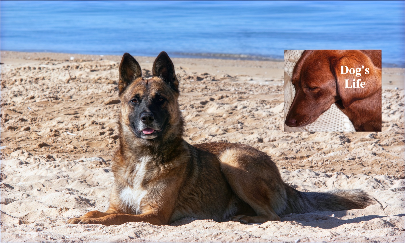 Dog on Beach